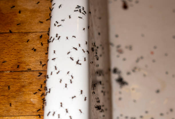 Best Commercial Pest Control Services  in Atlantic Beach, NY