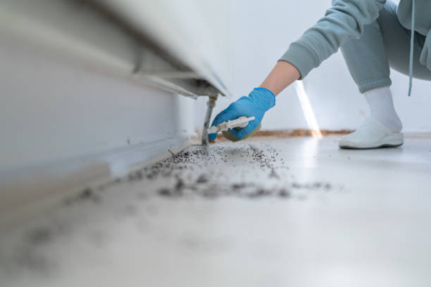Professional Pest Control in Atlantic Beach, NY